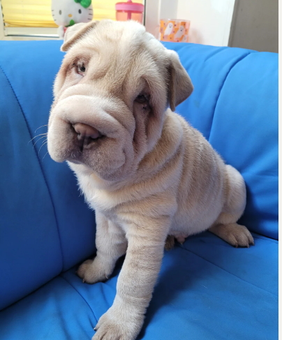 One of the boy pups still for sale