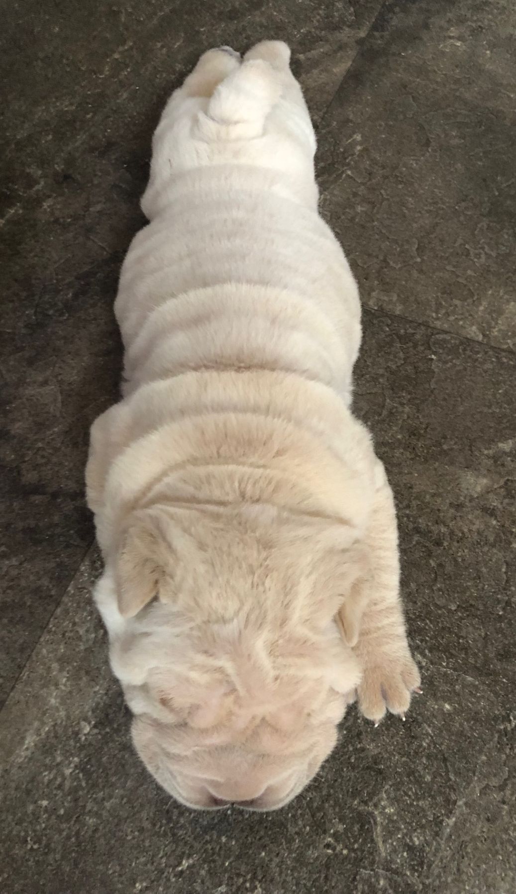 Frost now has two open eyes, this picture was before the operation, when she was sleeping