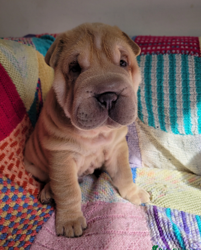 This is Miami who had his eyes tacked they are looking so good now