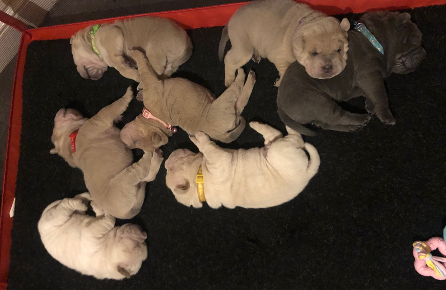 Everyone loves a puppy picture, so here are the puppies I have