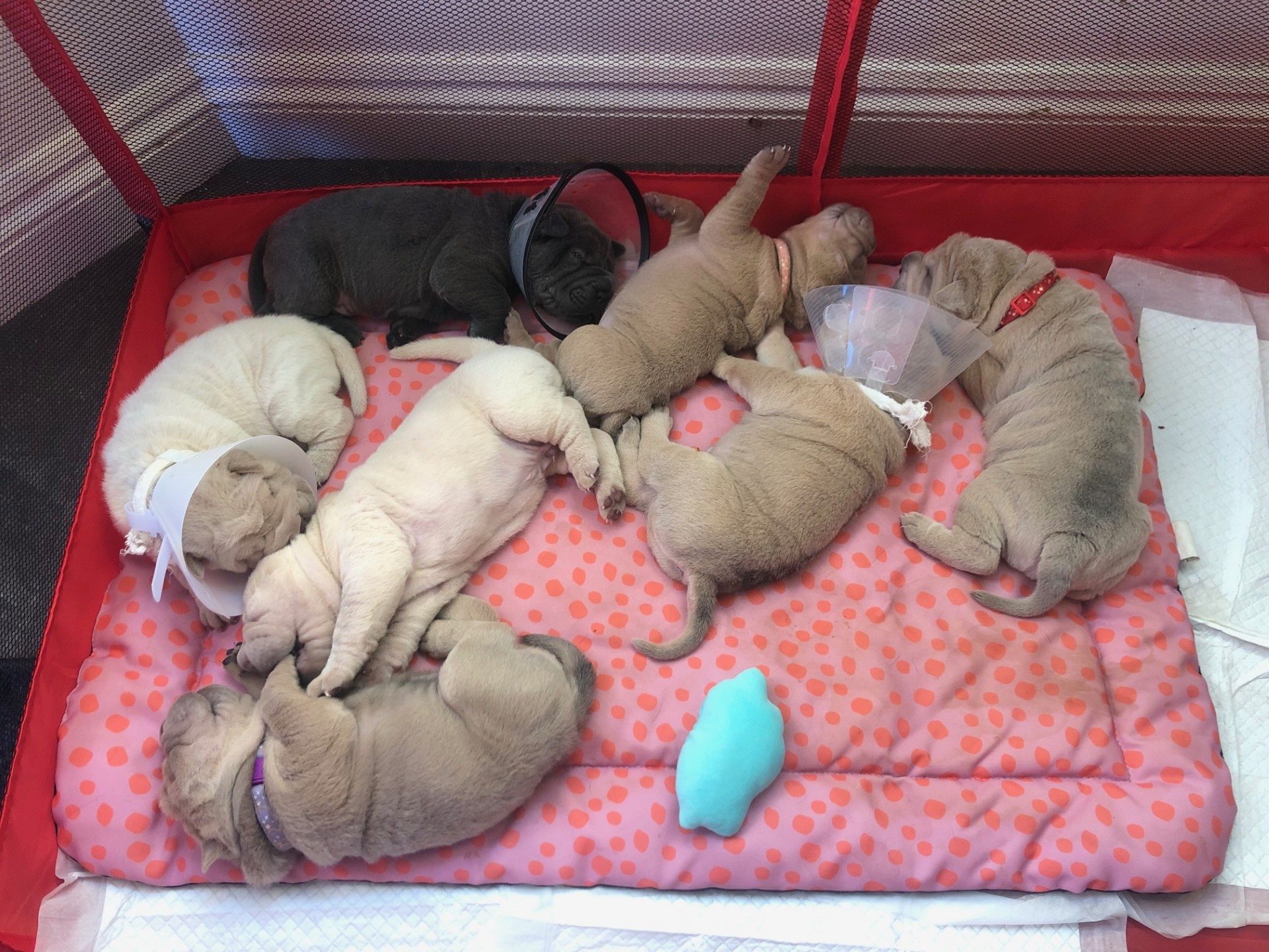 Got 3 cone head pups now